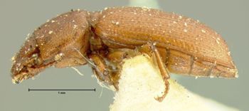 Media type: image;   Entomology 4511 Aspect: habitus lateral view